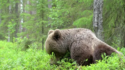 Wall Mural - brown bear (ursus arctos) is lying down and searching something to eat on a finnish forest