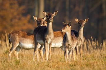 Wall Mural - herd of young fallow deer, dama dama, standing on meadow in autumn. bunch of does looking on field i