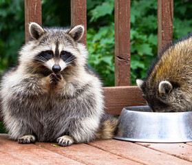 chubby little raccoon snacking on pet food while watching the camera closely.