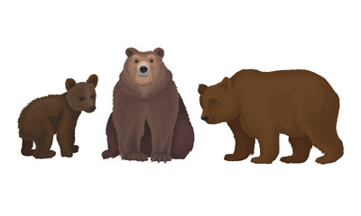 Wall Mural - wild brown bear as forest habitant vector set