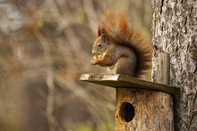Little Red Squirrel, Sciurus Vulgaris, Sitting On Birdhouse In Autumn. Small Red Mammal With Fluffy Tail Holding A Nut On Tree. Wild Gentle Animal Eating In Park In Fall.