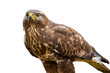 © WildMedia - Majestic common buzzard, buteo buteo, sitting in nature cut out on blank. Magnificent bird of prey looking in environment isolated on white background. Wild feathered animal watching with copy space.
