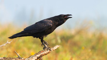 Common Raven, Corvus Corax, Calling On Bough In Autumn Nature. Dark Wild Bird Screeching On Branch. Feathered Black Animal With Open Beak On Twig In Fall.