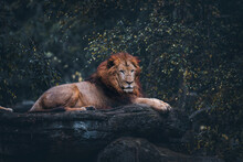 Lion Relaxing On Rock