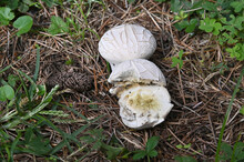 Mushroom Lycoperdon Utriforme, Common Name Handkea Utriformis, Mosaic Puffball Growing In Meadows In Spring And Autumn