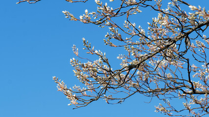 Sticker - Kupfer-Felsenbirne oder Korinthenbaum in weißen Blüten und strahlend gelbem bis Kupferfarbe Laub unter einem schönen blauen Himmel