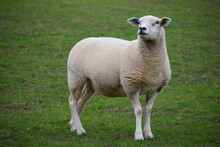 Lleyn Sheep Are Distinctive And Feminine Warm White Colour With Long Well Arched Ribs. Head Has Wide Forehead Bright Lively Eyes And Black Nose The Dense High Quality Good Length Wool Contains No Kemp