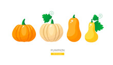Collection Of Vector Pumpkins And Butternuts Isolated On White Background For Halloween And Thanksgiving Holiday Cards, Posters, Patterns, Designs. 