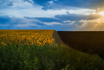 Wall Mural - field of sunflowers and sky