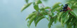 Banner / Deko: Reife Beeren der giftigen Pflanze Hartriegel (lat.: Cornus) im Spätsommer im Morgennebel