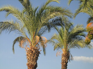 palm trees against blue sky