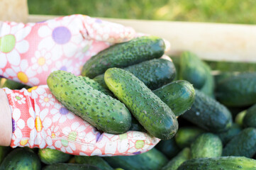 close-up of a gardener's hand holding fresh cucumbers next to a wooden box. Local farming, harvesting concept