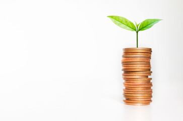 business financial planning concept. row of coins stack with green plant growth up on white background. money management sustainable savings. success investment.