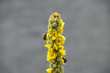 Bumble Bees Flying Around Yellow Mullein Verbascum Flowers Close Up