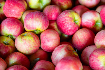 Poster - crate of apples ready for processing