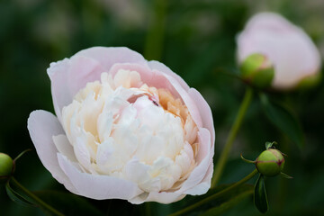 Close up macro shot of green bush with light pink color peony bud with ant on it. Nature floral background. Beautiful summer spring natural. Health, love, wealth, youth, woman power concept