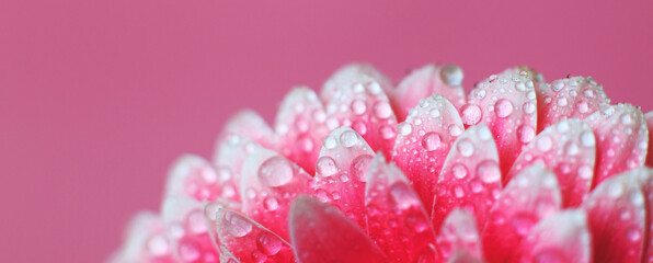 Wall Mural - pink gerbera flower petals with drops of water, macro on flower, beautiful abstract background. bann
