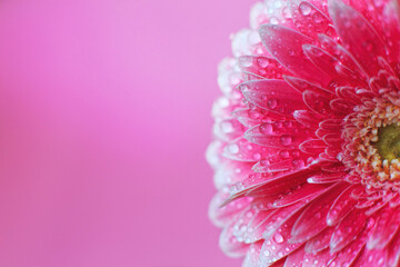 Wall Mural - pink gerbera flower petals with drops of water, macro on flower, beautiful abstract background