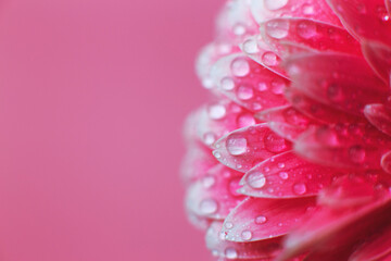 Wall Mural - pink gerbera flower petals with drops of water, macro on flower, beautiful abstract background