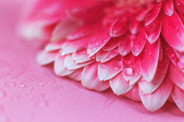 Wall Mural - pink gerbera flower petals with drops of water, macro on flower, beautiful abstract background