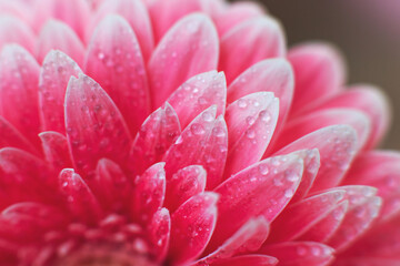 Wall Mural - pink gerbera flower petals with drops of water, macro on flower, beautiful abstract background