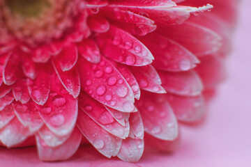 Wall Mural - pink gerbera flower petals with drops of water, macro on flower, beautiful abstract background