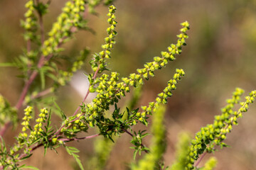 Artemisia ragweed causes autumn allergies. It is also called annual ragweed, bitter algae, black grass, carrot weed, hay fever, stutter, castor oil plant, tassel weed, and American wormwood