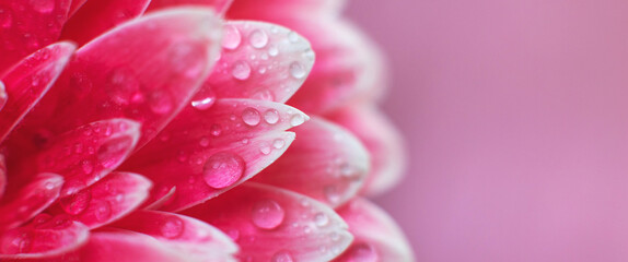Wall Mural - pink gerbera flower petals with drops of water, macro on flower, beautiful abstract background. bann