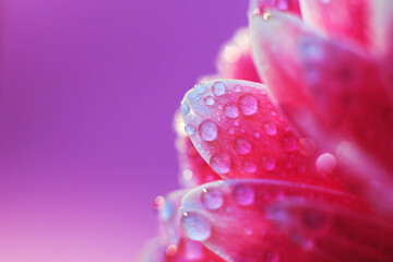 Wall Mural - pink gerbera flower petals with drops of water, macro on flower, beautiful abstract background