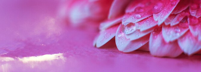 Wall Mural - pink gerbera flower petals with drops of water, macro on flower, beautiful abstract background. bann