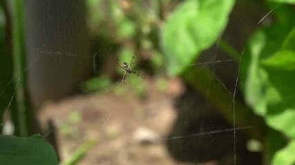 small spider on my garden hanging on its net