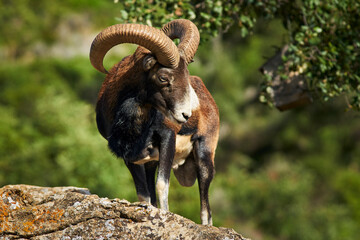 male common mouflon (ovis aries musimon) in mating season in marbella. spain
