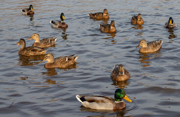 Ducks swim in the river among the fallen leaves.Autumn mood