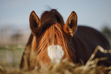 Portrait Of Chestnut Horse Eating Hay From Feeder In Horse Paddock In Autumn In Daytime