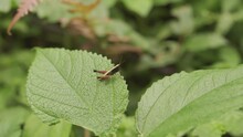 Small Yellow Grasshopper Resting On Leaf