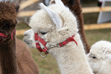 Closeup shot of a cute white lama in a red net muzzle