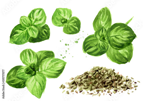 Fotografía Dried oregano herbs with fresh marjoram twigs set