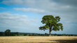 © WD Stock Photos - A large tree in a field in the path of HS2
