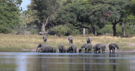 Wall Mural - herd of african elephant with small babies, loxodonta on waterhole in bwabwata, caprivi strip game p