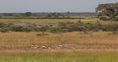 Wall Mural - impala antelope family (aepyceros melampus) caprivi strip game park, nambwa namibia, africa safari w