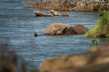 Wall Mural - African Bush Elephant - Loxodonta africana elephant bathing and swimming in the river Zambezi, Mana Pools in Zimbabwe near Zambia mountains