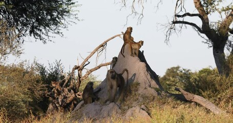 Wall Mural - monkey chacma baboon (papio anubis) in african savanna, bwabwata caprivi strip game park, namibia, a