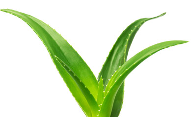 Green leaves of aloe plant close up