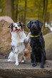 © KrischiMeier - Australian Shepherd und Labrador sind beste Freunde