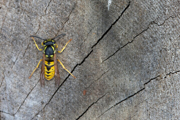 Wall Mural - pest control