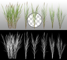 Bunch Of Wild Grass. Blades Of Grass. Green Tufts Isolated On Transparent Background Via An Alpha Channel. High Quality Clipping Mask.
