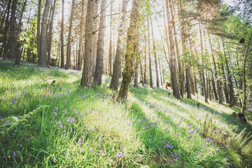 Poster - Sunny forest in the morning sun - beautiful nature, walking in the forest