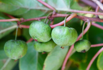 Wall Mural - Green baby kiwi fruit actinidia arguta growing on the vine