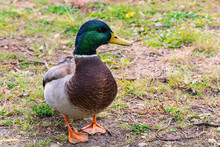 Duck In The Park