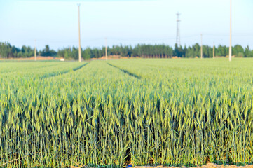 Wheat in the fields, green